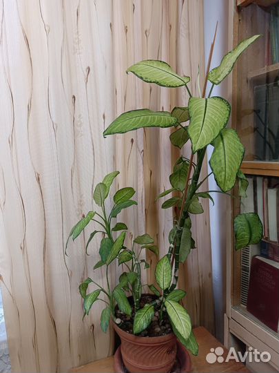 Диффенбахия большая