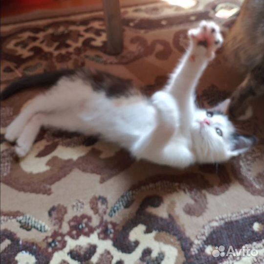 Отдам в добрые руки