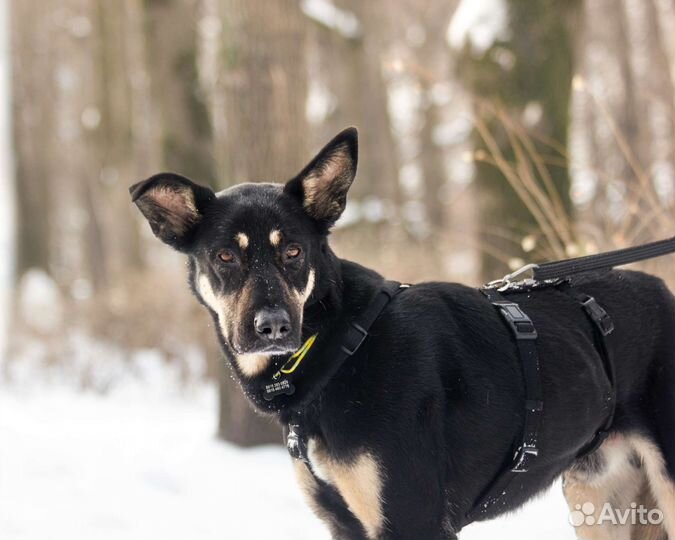 Ищет дом Ушастик