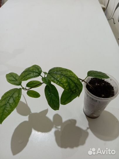 Продам комнатные растения