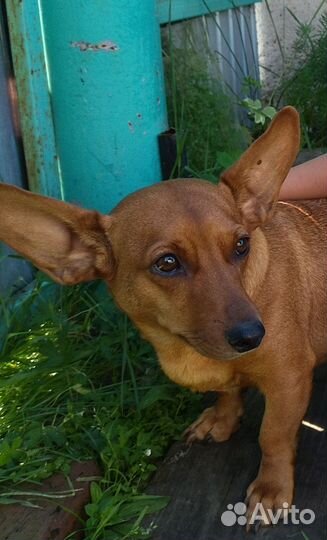 Щенки бесплатно