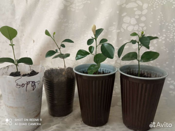 Цветы для дома