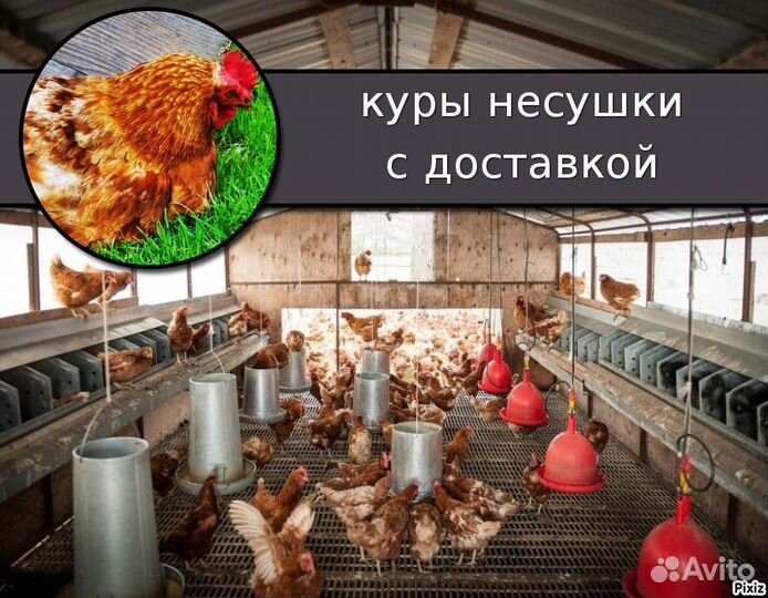 Куры несушки в адрес