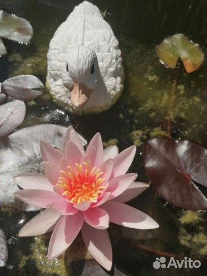 Лилия(нимфея) водная,«Rosa Arey» Роуз Эйри