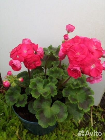 Пеларгонии сортовые