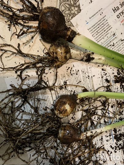 Гиппеаструм