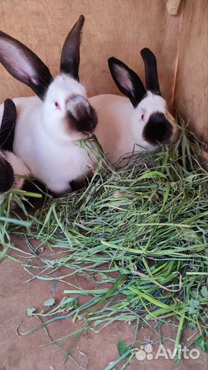 Калифорнийские кролики