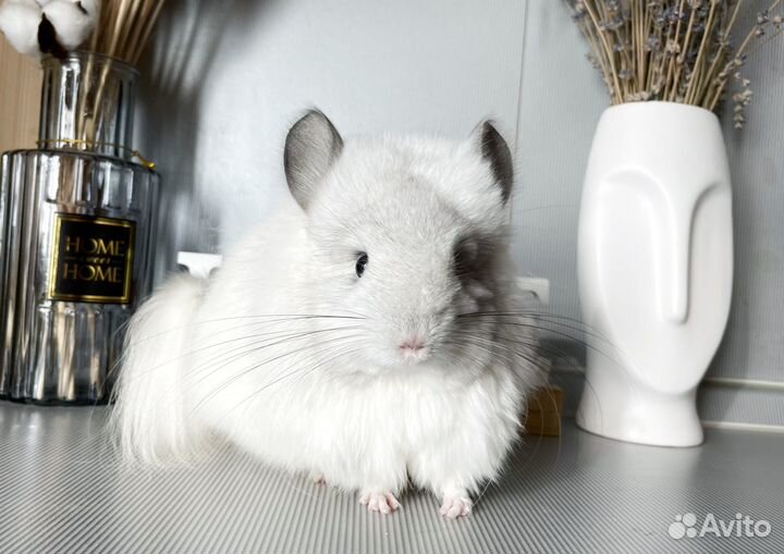 Королевская ангора шиншилла девочка