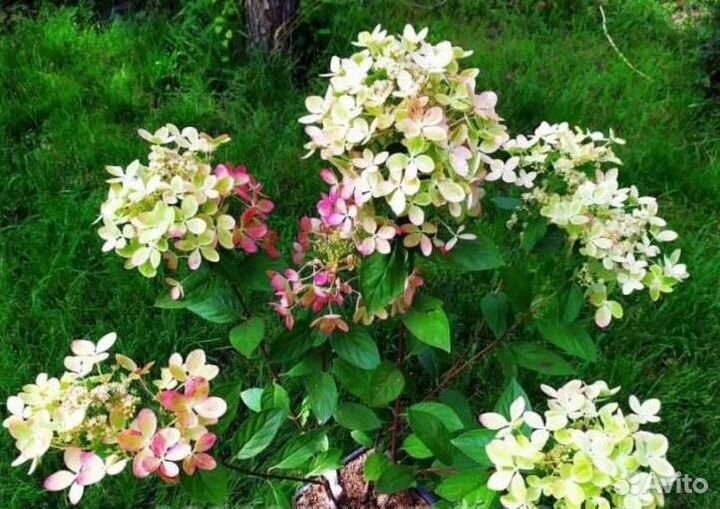 Гортензия метельчатая Пастел Грин