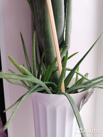 Цветок Алоэ отросток