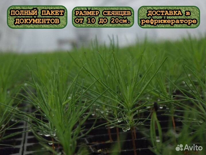 Зкс ель и сосна сеянцы