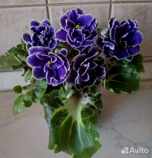 Сортовые фиалки