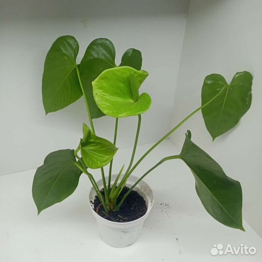 Антуриум Аляска и Адреанум белый