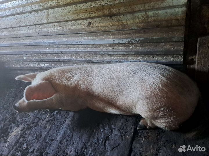 Поросенок ландрас