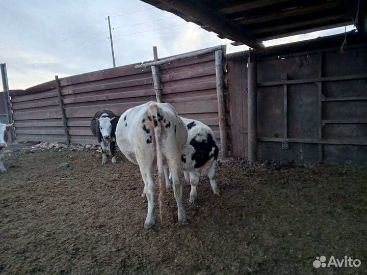 Корова, бычки