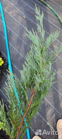 Саженцы садовых растений