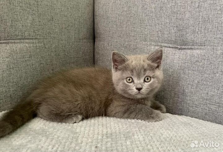 Шотландский мальчик