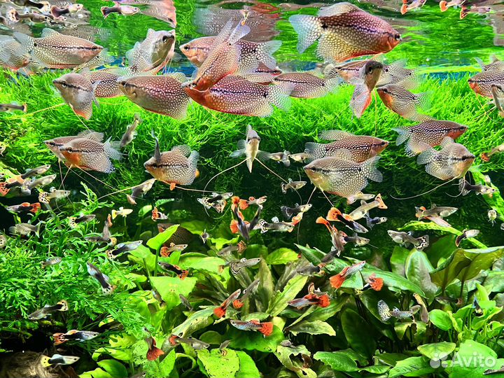 Жемчужный гурами, гуппи, растения артемия декапс