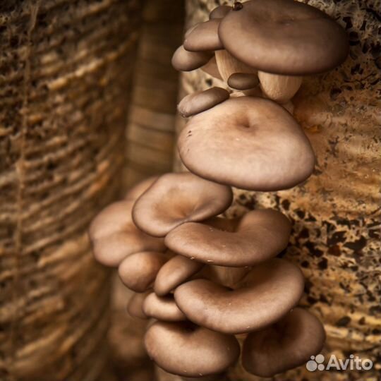 Мицелии грибов вешенка