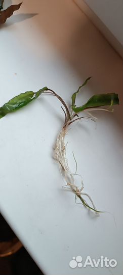 Растения для аквариума меняю на Молли, пецилий