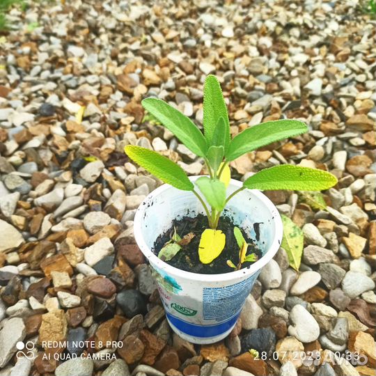 Пряные травы