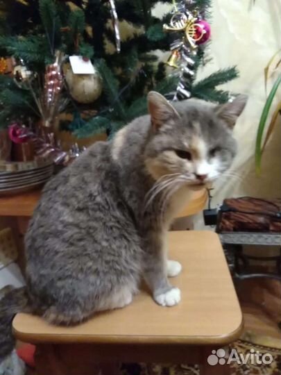 Кошка в добрые руки