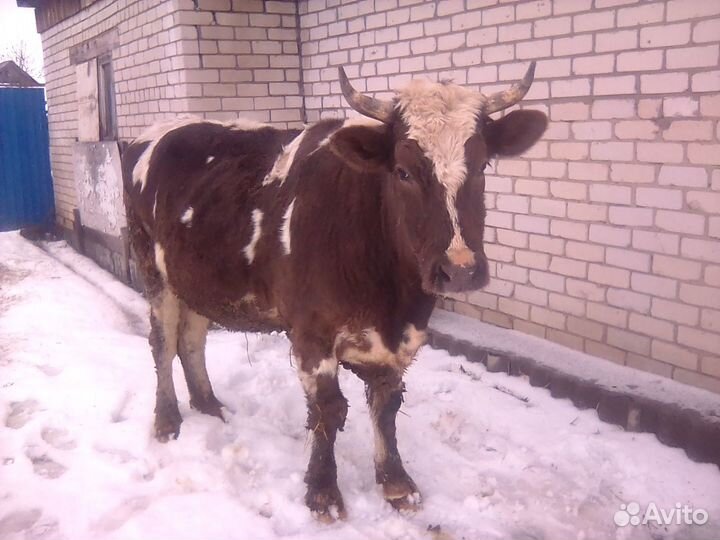Телка на мясо