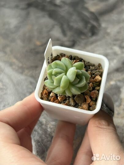 Редкие суккуленты