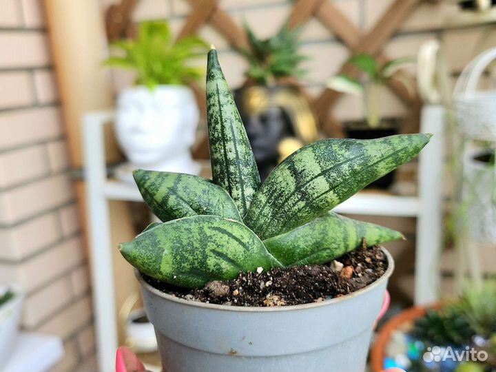 Сансиеверия цилиндрика бонселензис