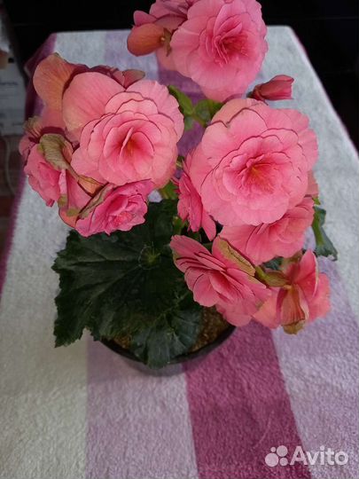 Бегония элатиор