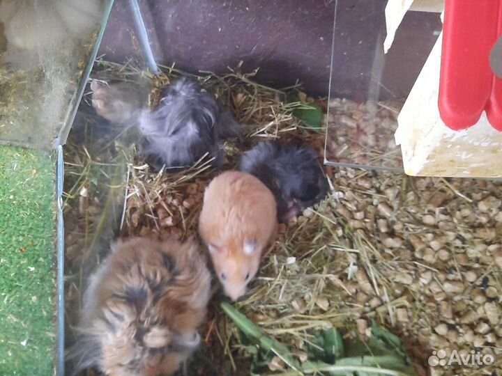 Попугай карелла есть клетки