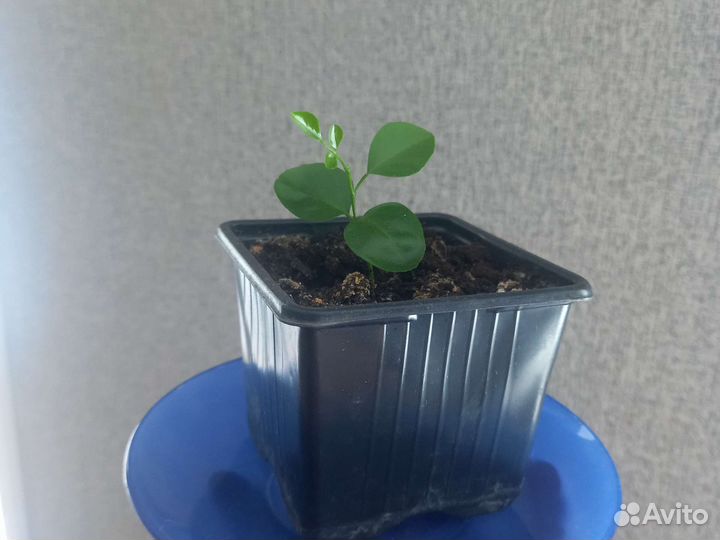 Экзотическое дерево Мэрайя