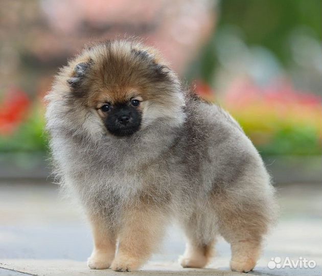 Щенок Померанский шпиц девочка