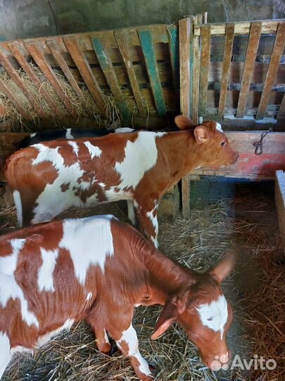 Телята телочки