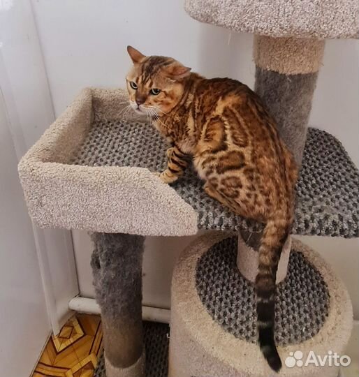 Бенгальский кот в семью