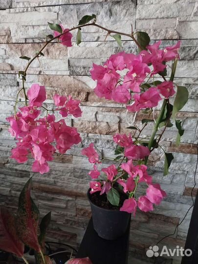 Бугенвиллия