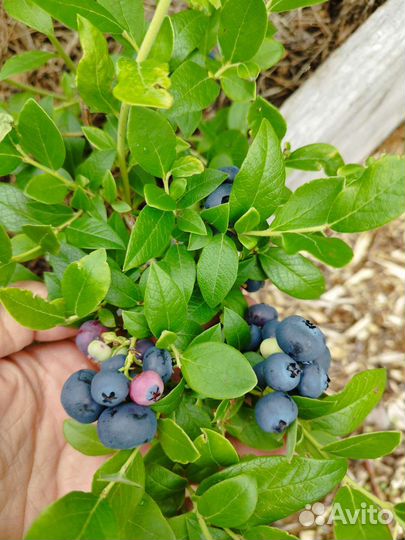 Саженцы голубики 2-х летки,ханна чойс, нортленд