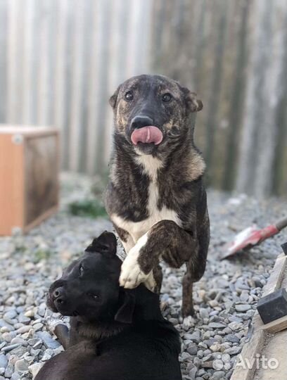 Красавец Балу ждёт хозяина