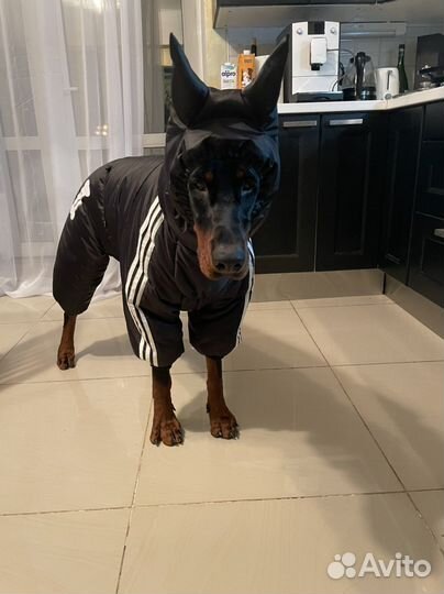 Теплый комбинезон для собаки