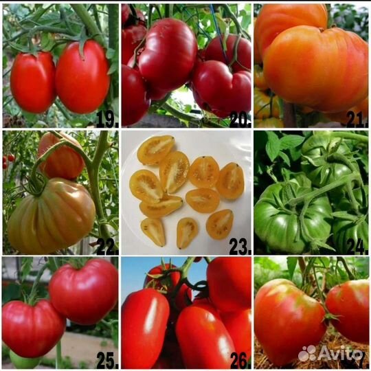Коллекционные семена томатов