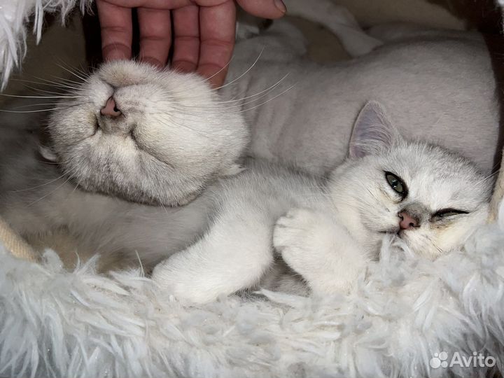 Британская кошка