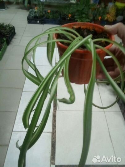 Хлорофитум кудрявый Бонни