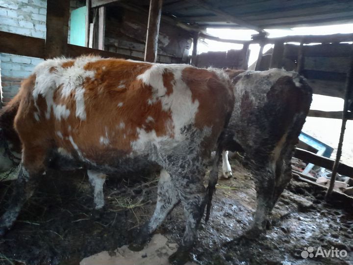 Быки и телки