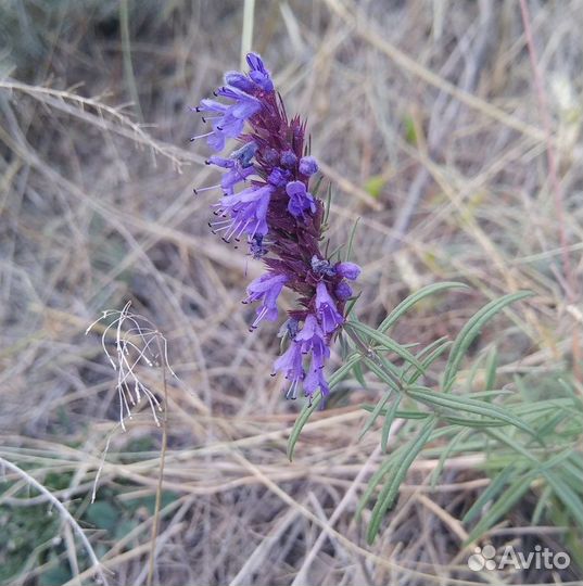 Иссоп, редкие сорта, семена