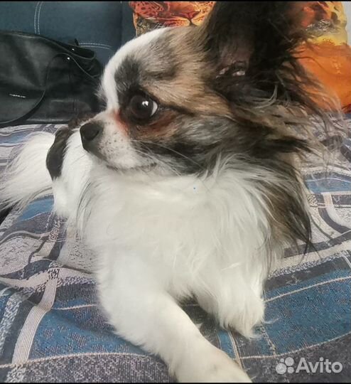 Вязка чихуахуа