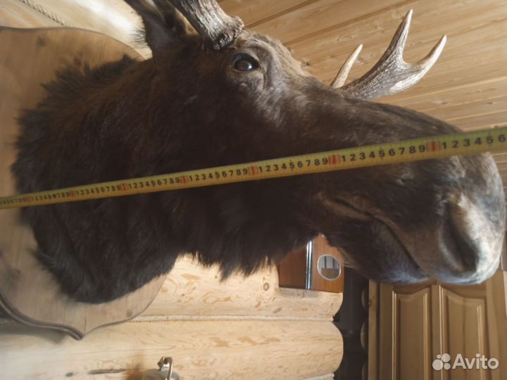 Чучело головы Лося