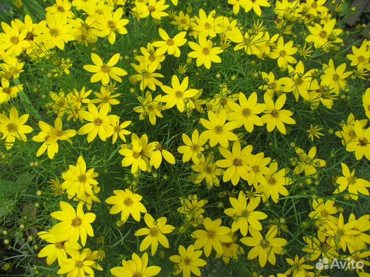 Цветы многолетники