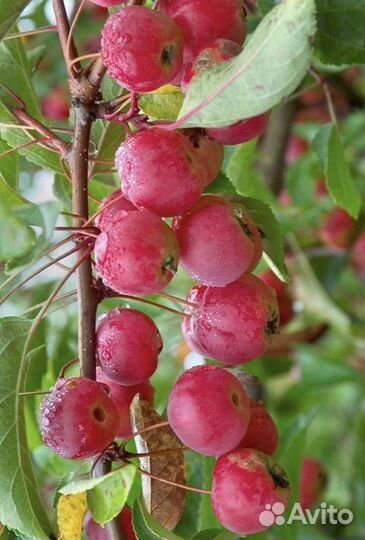 Райская яблоня, саженцы орехов