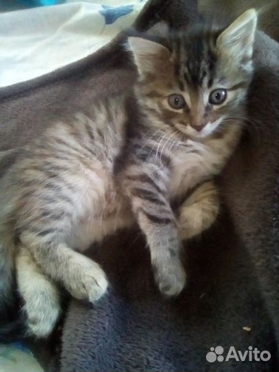 Котик малышок)