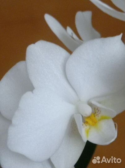 Орхидея фаленопсис миди белая